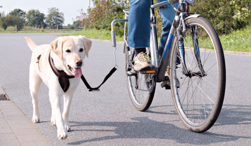 Fahrradleine Hund