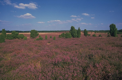 Undeloh, Lüneburger Heide