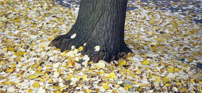 laub-herbst