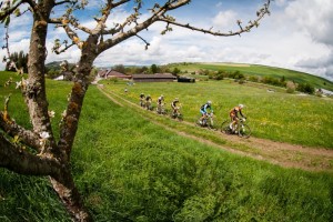 Kaufmann_leading_group_tree