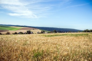 IMG_5242