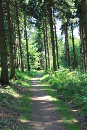 Trail_Erzgebirge